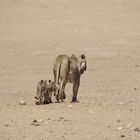 Kgalagadi Transfrontier Park 9