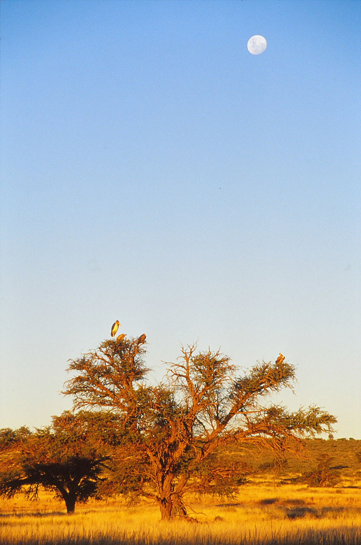 Kgalagadi Transfrontier Park am Abend