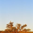 Kgalagadi Transfrontier Park am Abend