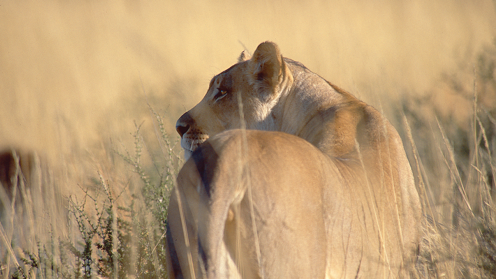 Kgalagadi Transfrontier Park