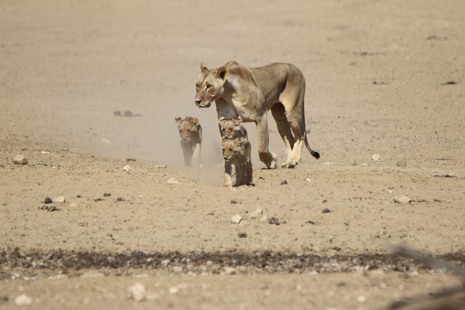 Kgalagadi Transfrontier Park