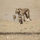 Kgalagadi Transfrontier Park