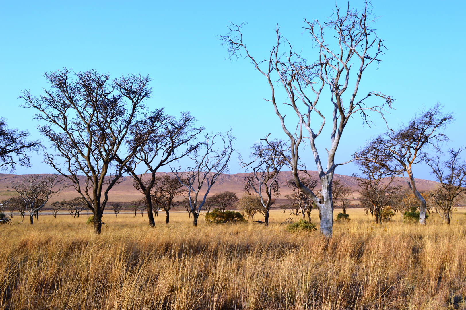 Kgaswane Trees