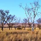 Kgaswane Trees