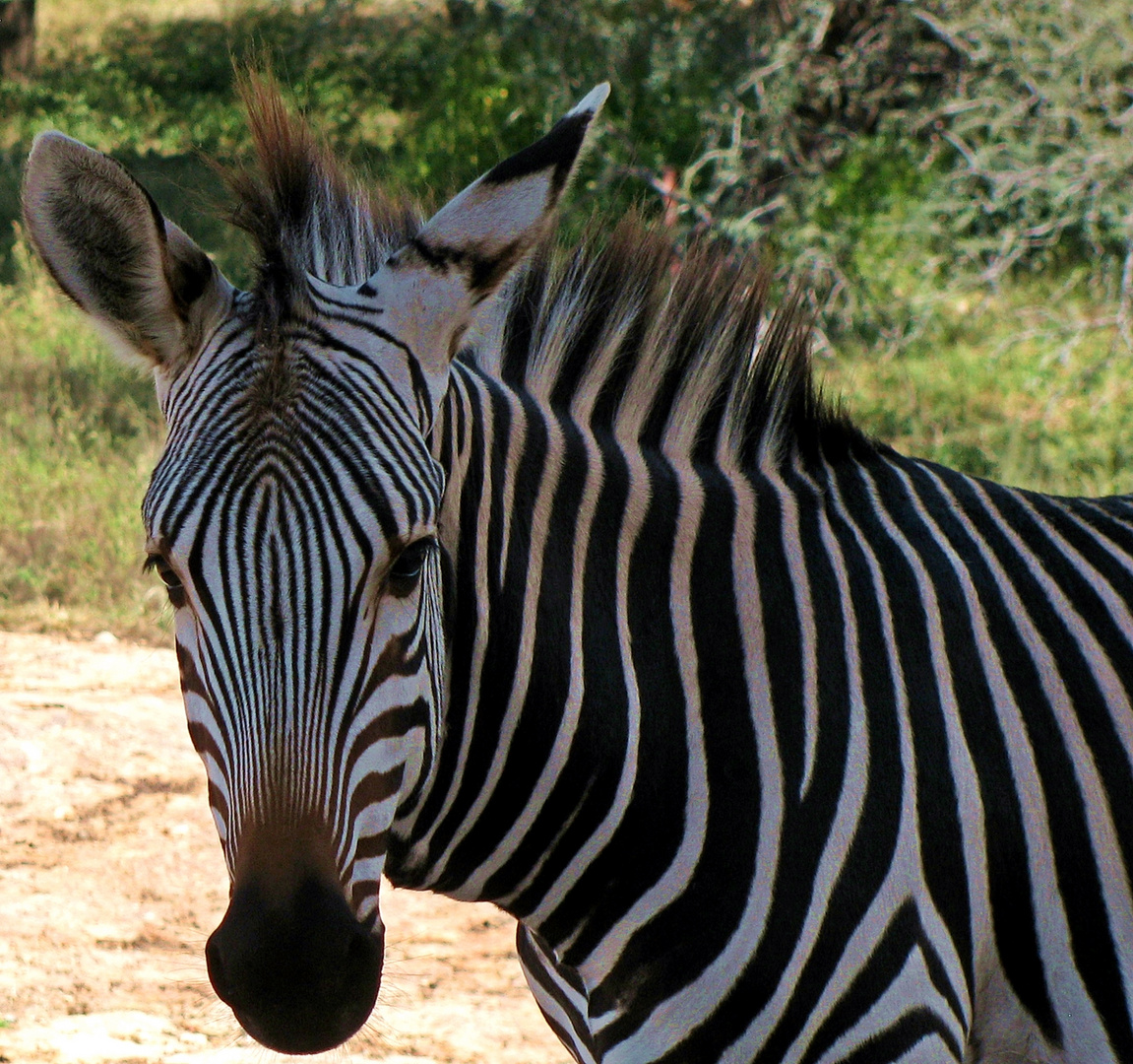 Kggawa,,, the zebra..