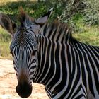 Kggawa,,, the zebra..