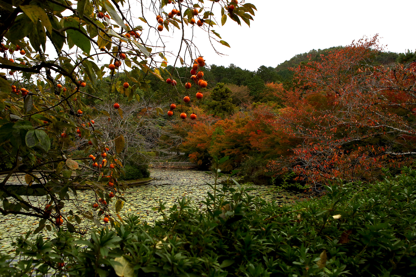 Khaki-Früchte am Ryoanji Tempel