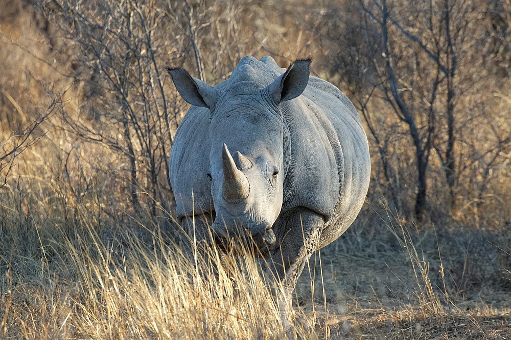 Khama Rhino Sanctuary