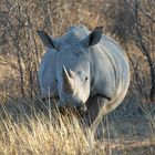 Khama Rhino Sanctuary