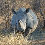 Khama Rhino Sanctuary