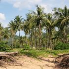 Khao Lak Palms