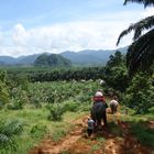 Khao Sok N.P. Thailand