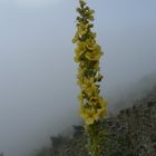 kharoshek | an ancient name for this wild flower in mid north of iran