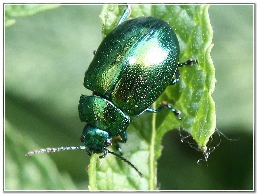 Kheperer Scarabeo Egiziano