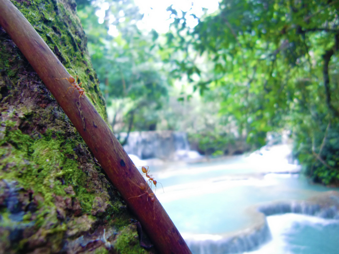 Khong Si Waterfalls