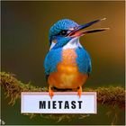 KI Eisvogel auf Mietast