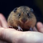 (KI) lieber den Lemming in der Hand...