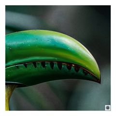 KI-Rebus 251