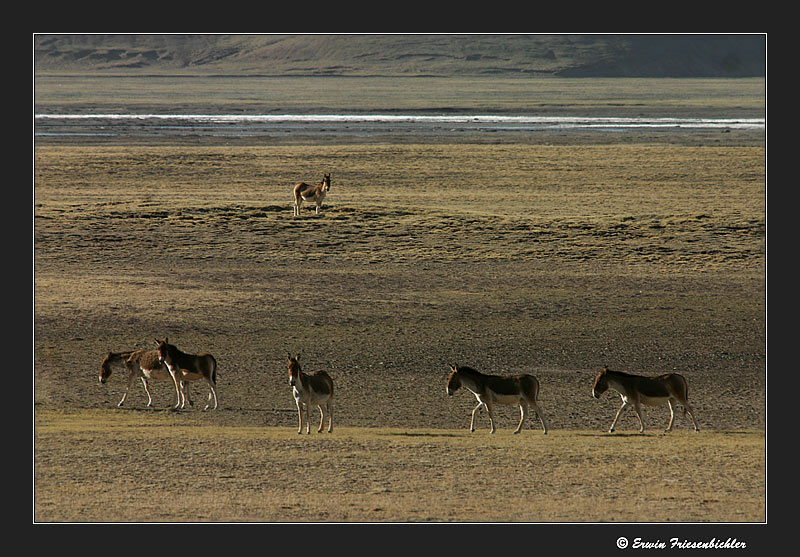 Kiangs (Tibetische Wildesel)