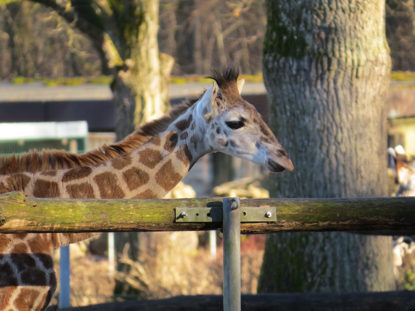 Kiano, das kleine Giraffenbaby im Augsburger Zoo