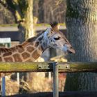 Kiano, das kleine Giraffenbaby im Augsburger Zoo