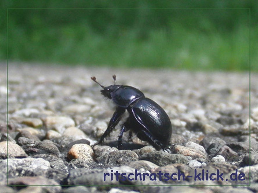 KiB - Käfer in black