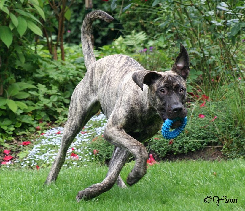 kiba und ihr ring