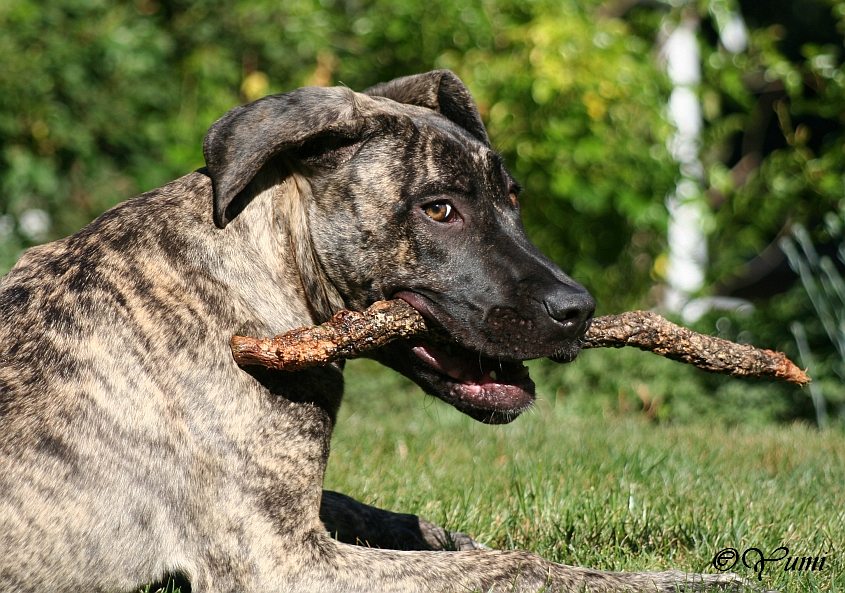 Kiba und ihr Stöckchen