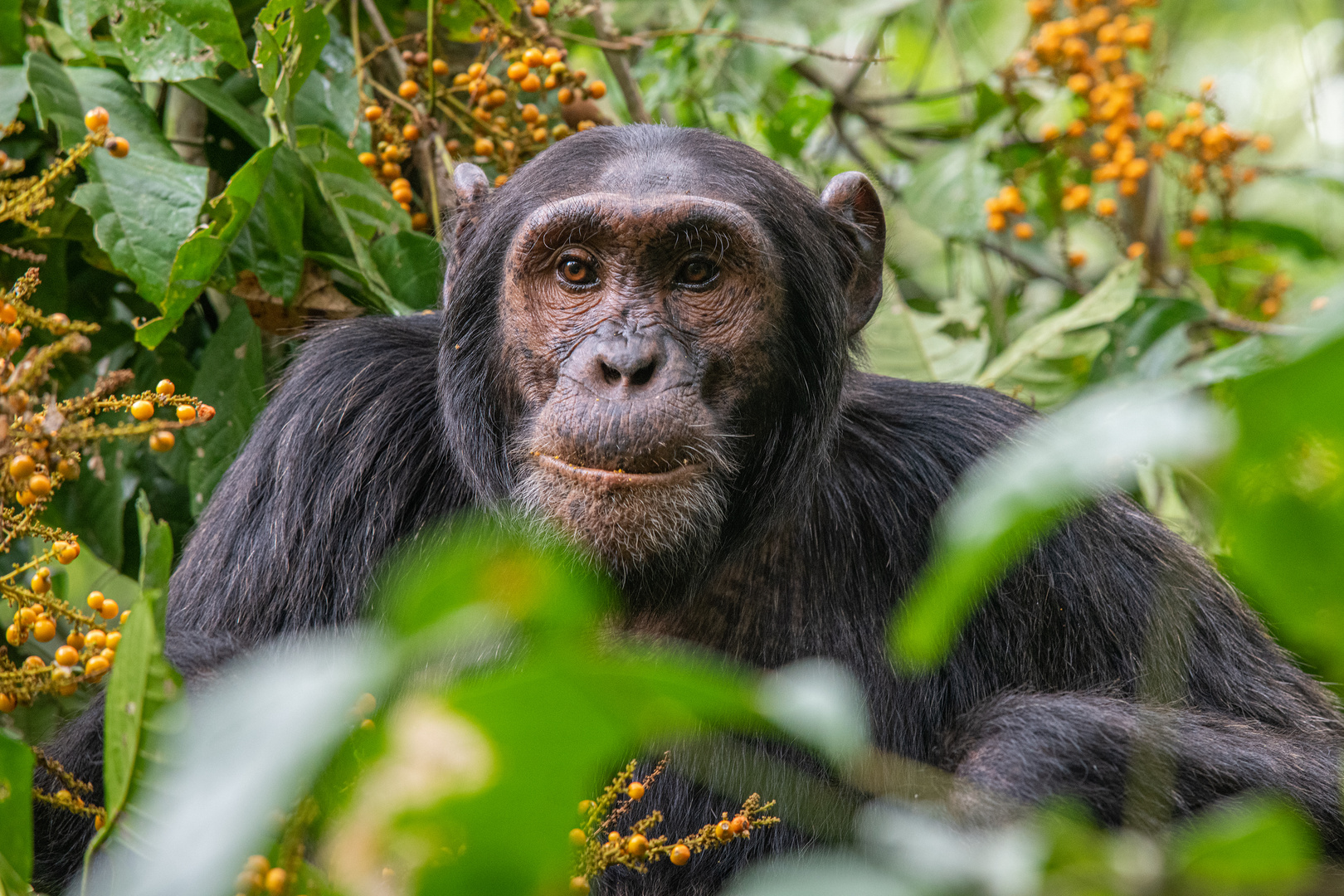 [ Kibale National Park ] 