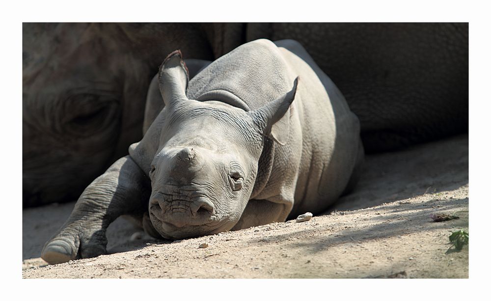 Kibibi aus dem Krefelder Zoo