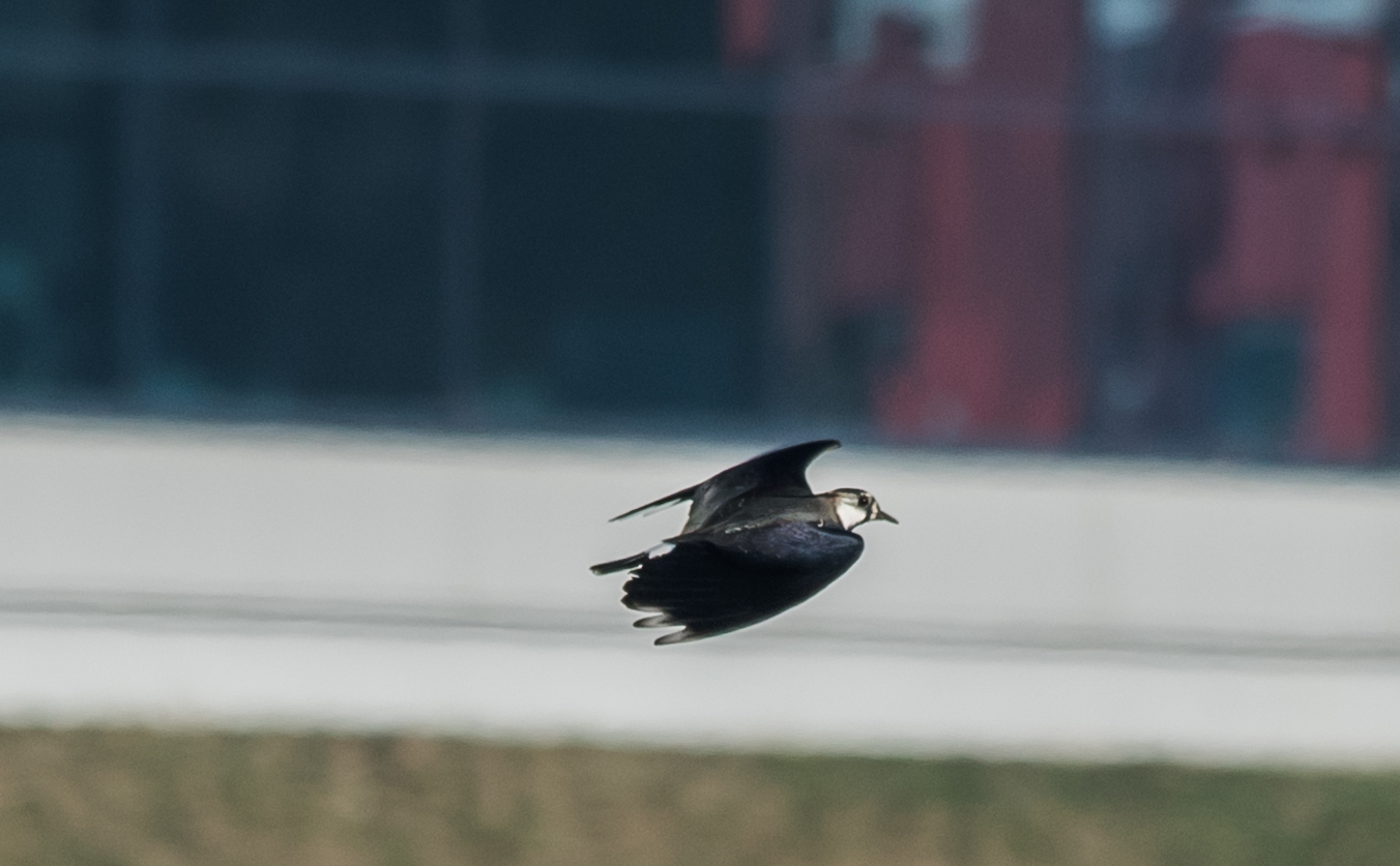 Kibitz beim Rundflug um sein Gelände