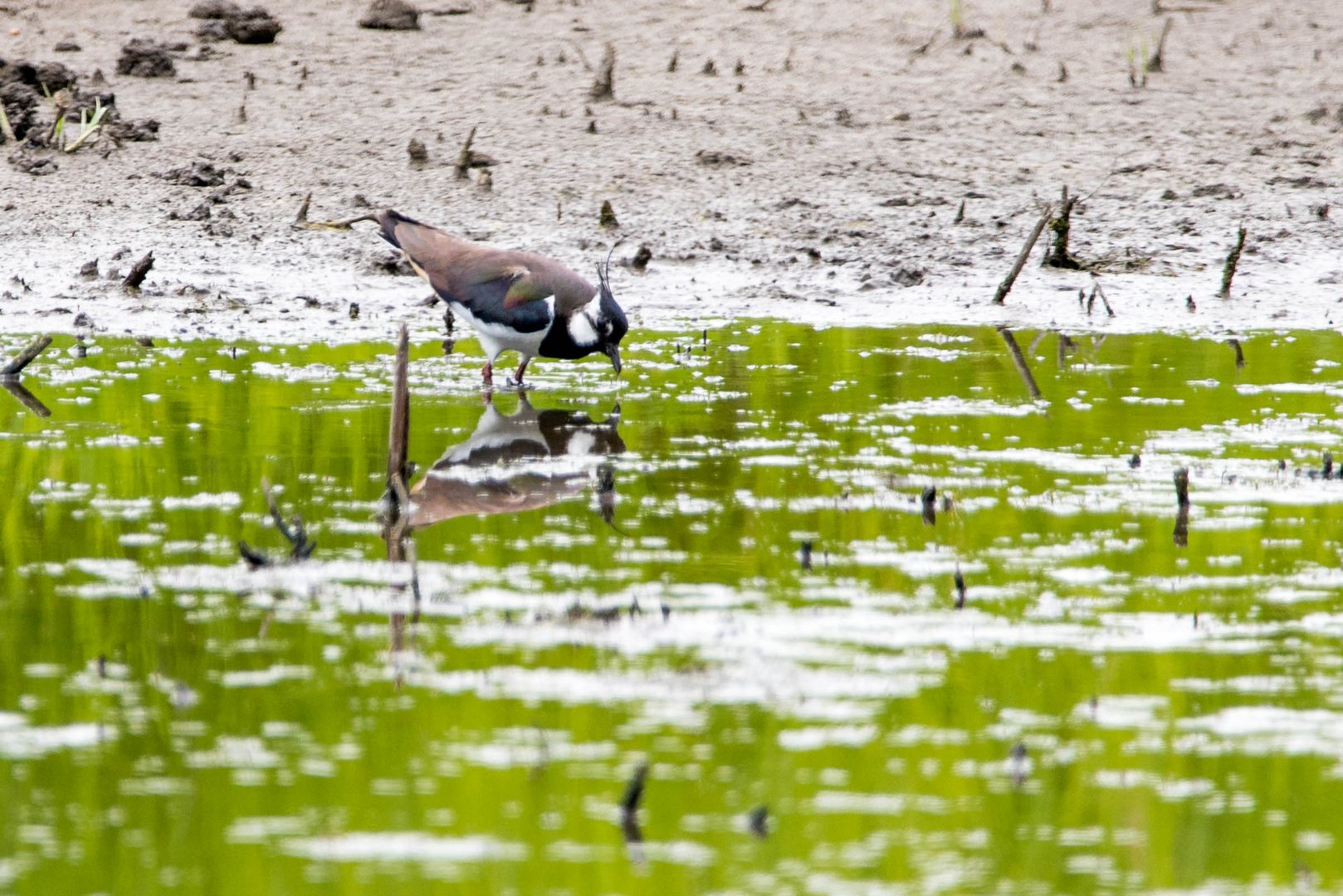 Kibitz (Vanellus vanellus)