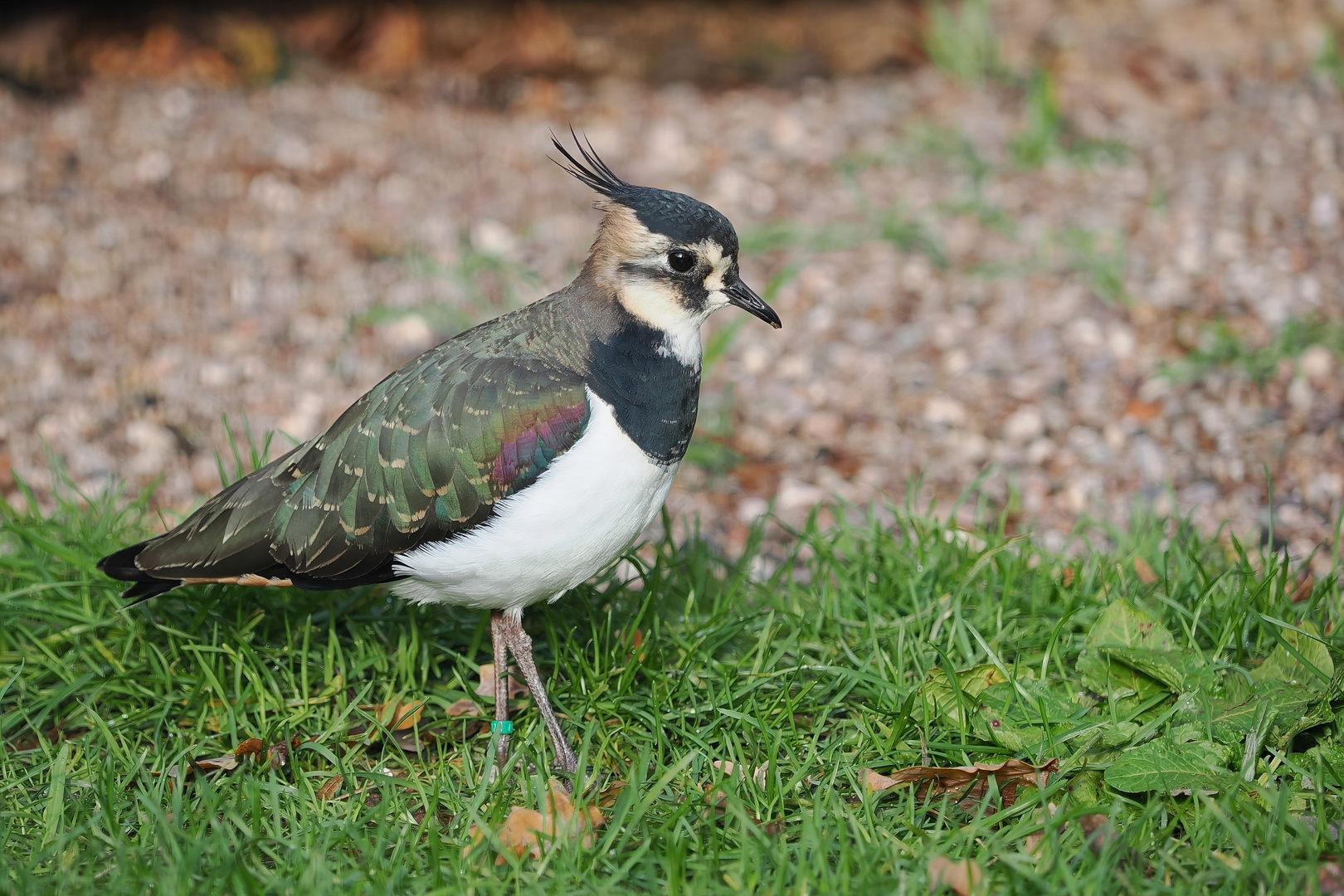 Kibitz Vogel des Jahres 2024