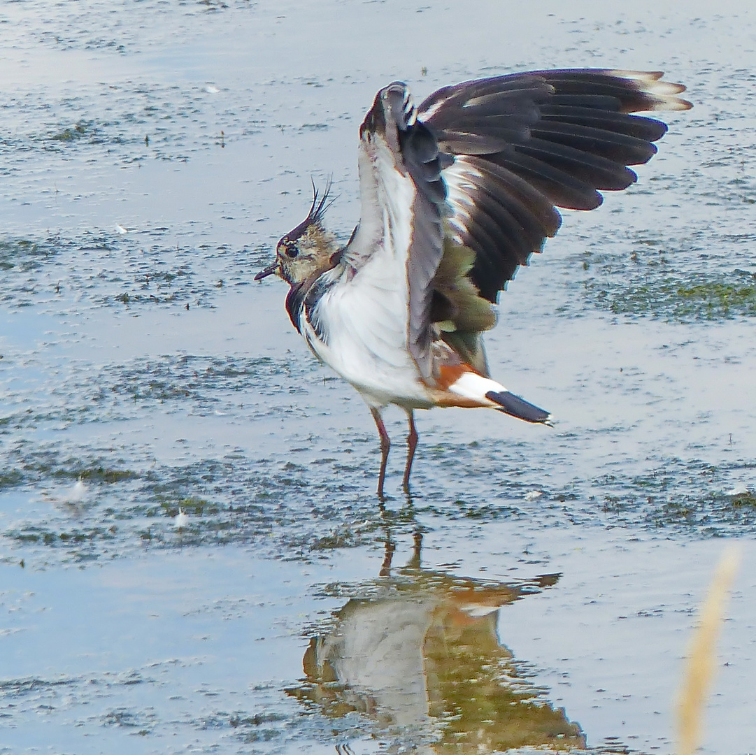 Kibitz vor dem Abflug