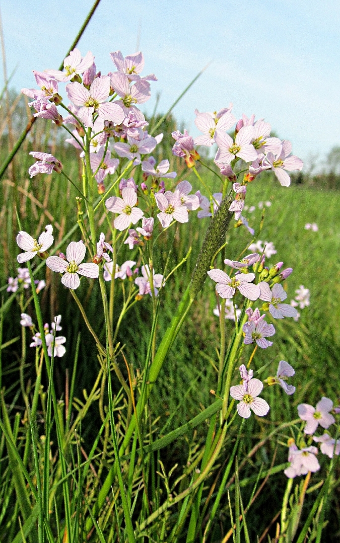 Kibitzblume auf der Moorwiese