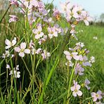 Kibitzblume auf der Moorwiese