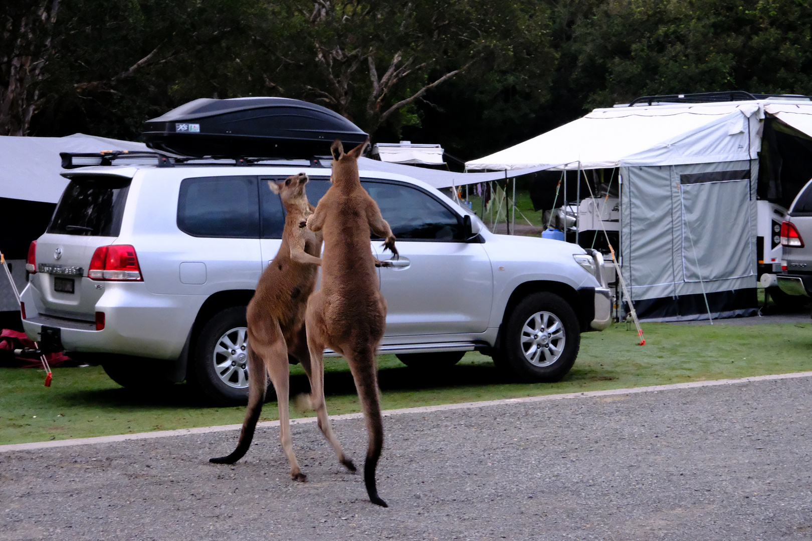 kickboxing kangaroos 2