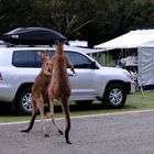 kickboxing kangaroos 2