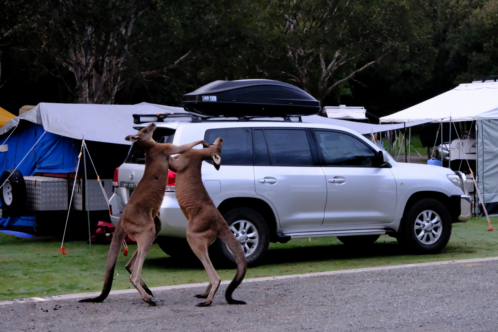 kickboxing kangaroos1