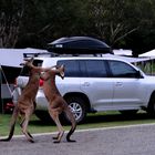 kickboxing kangaroos1