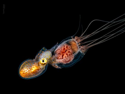 °°°Kidnapping°°°