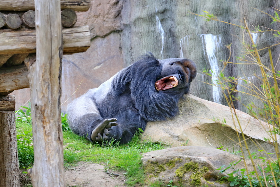 Kidogo beim Nickerchen