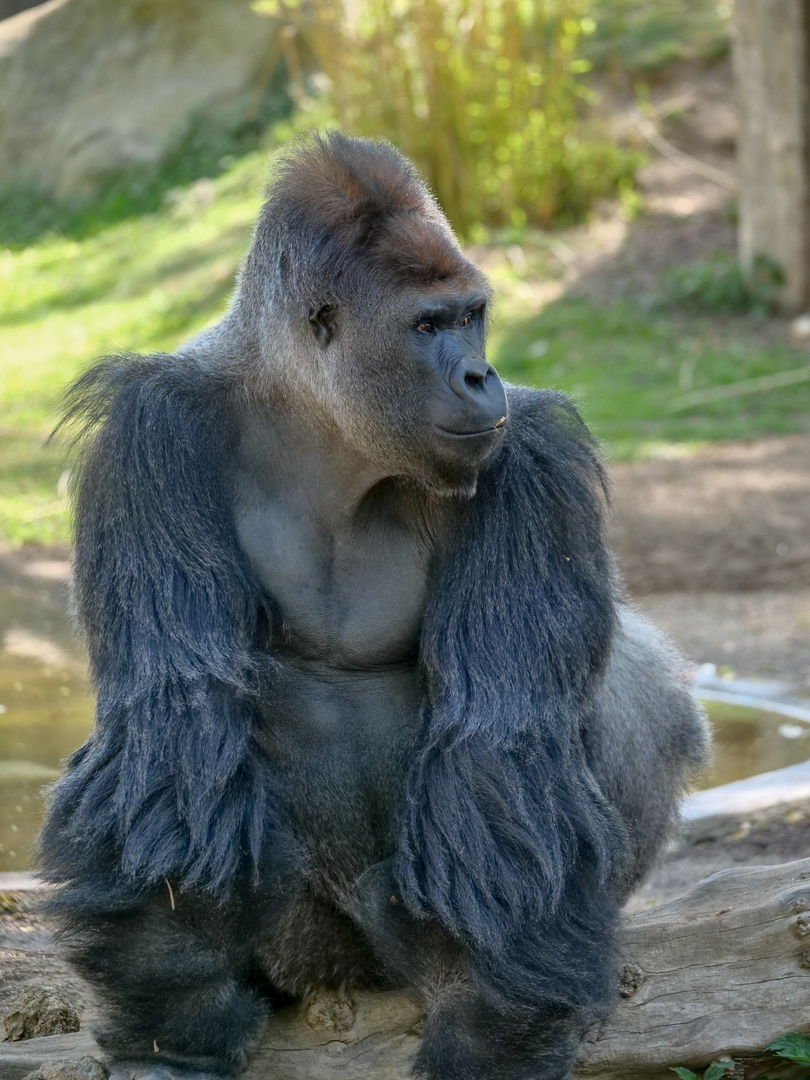 Kidogo - Der Silberrücken im Zoo Krefeld