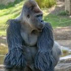 Kidogo - Der Silberrücken im Zoo Krefeld