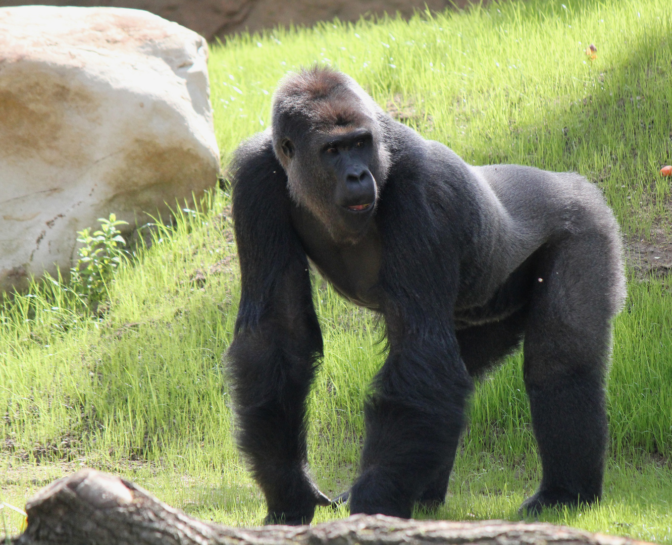 Kidogo im neuen Gorillagarten