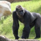 Kidogo im neuen Gorillagarten