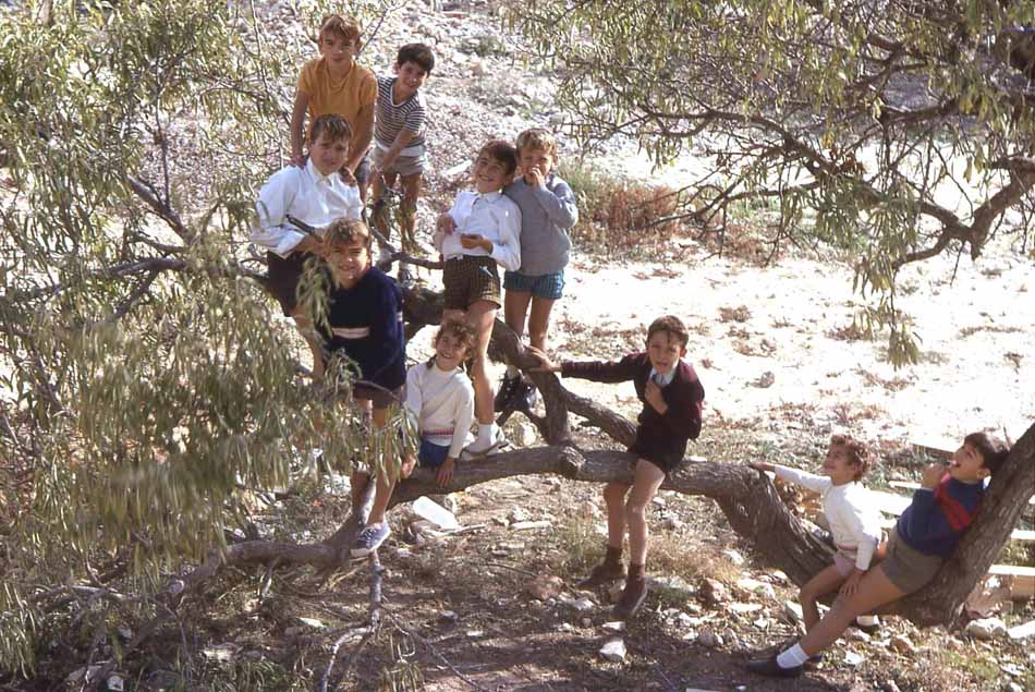 Kids playing in an olive tree