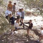 Kids playing in an olive tree