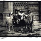 Kids with lamas,Peru