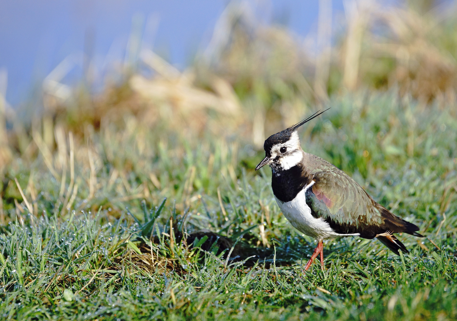 Kiebitz Foto & Bild jahreszeiten, frühling, wiese Bilder auf